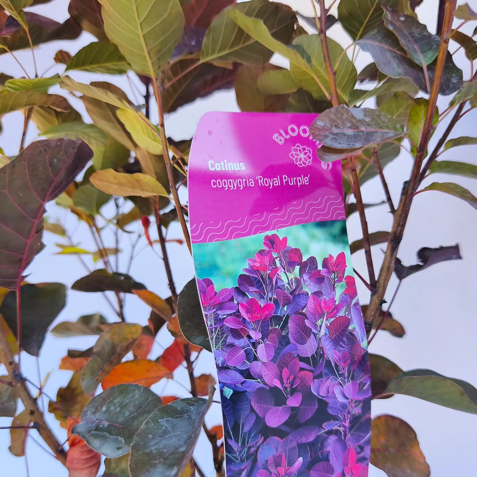cotinus cog “royal purple” - slika 2