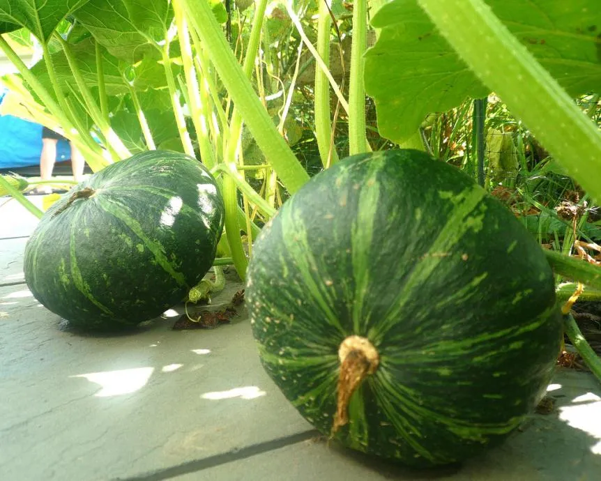 kabocha tikva novo - slika 2