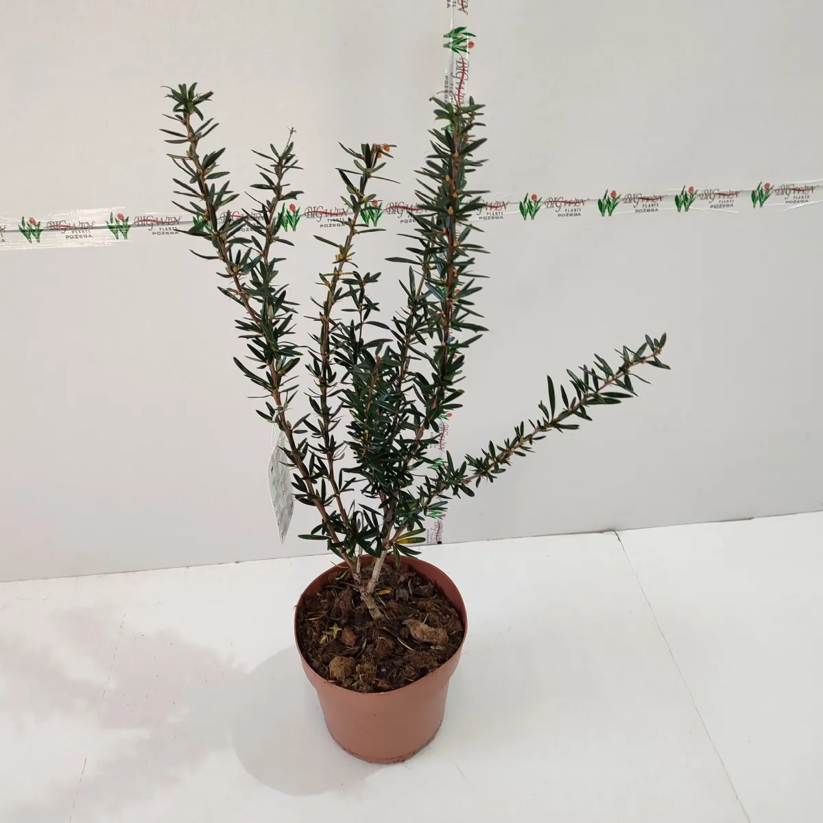 berberis lin. “orange king” - slika 2