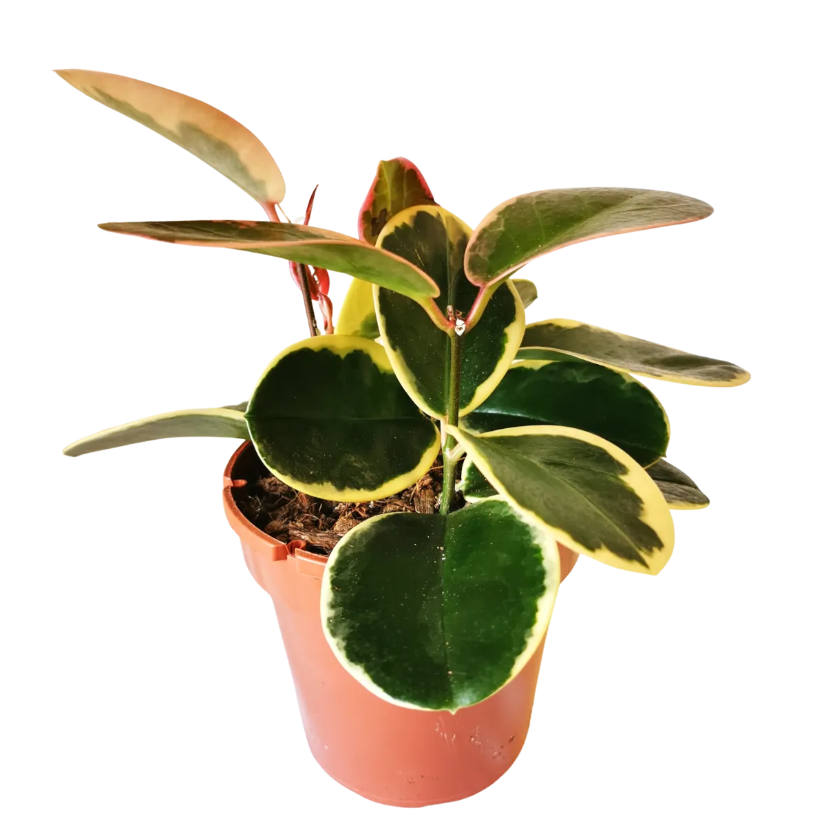 hoya australis “blondie” - slika 3