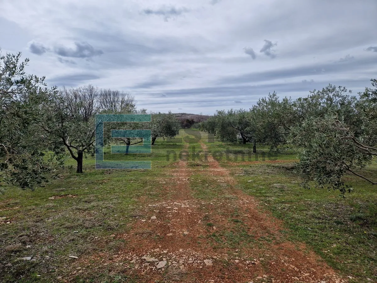 maslinik i voćnjak s obnovljenom kamenom kućom prodaja! - slika 2
