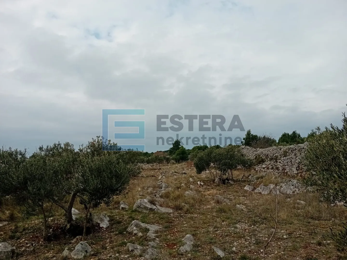 prodaja maslinik (2282 m2) 200 metara od mora, murter - slika 3