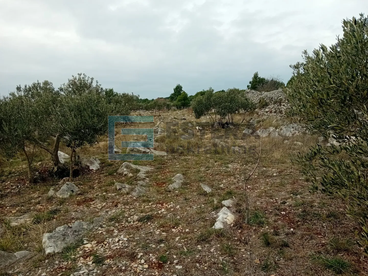 prodaja maslinik (2282 m2) 200 metara od mora, murter - slika 2