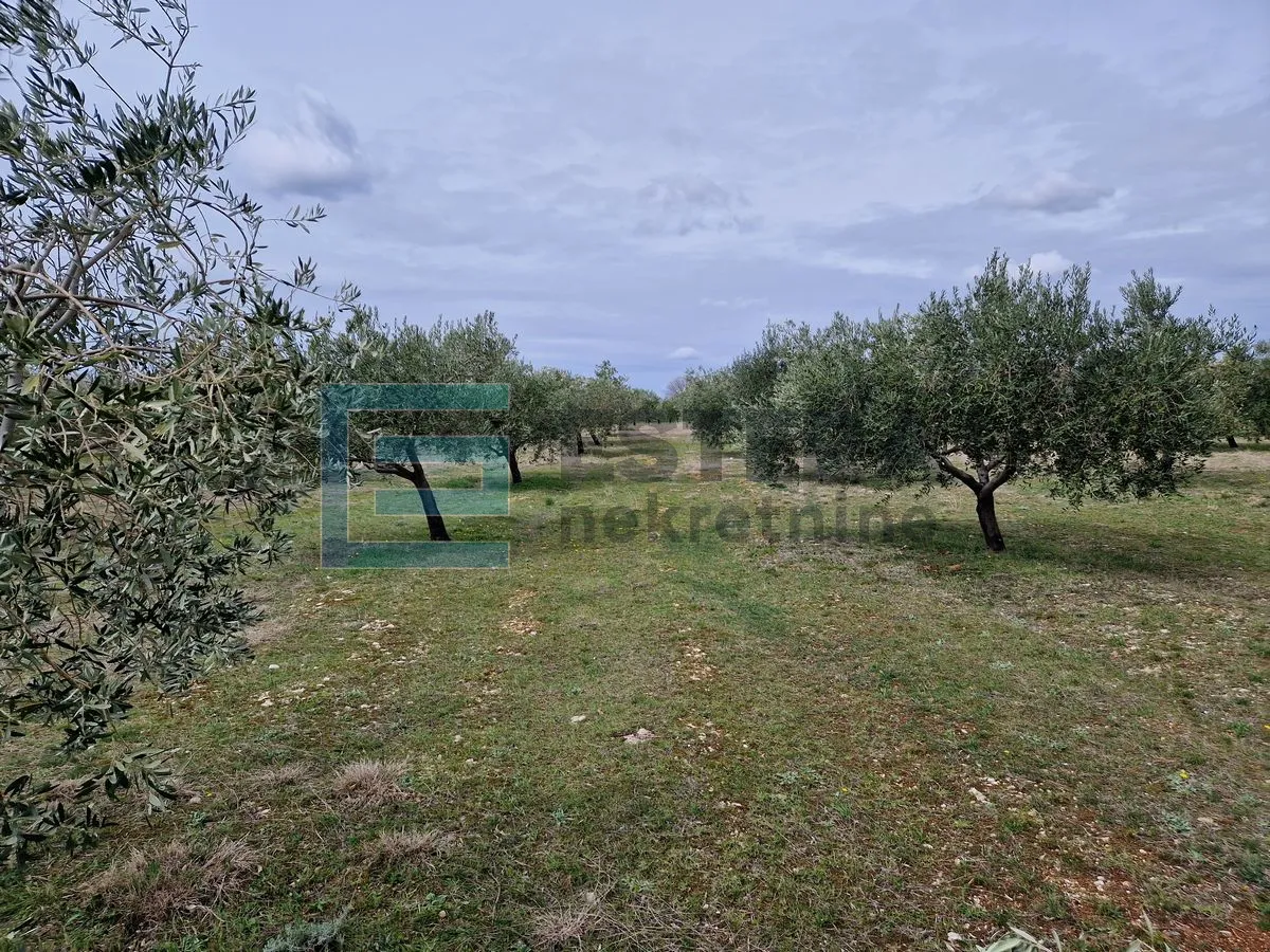 maslinik i voćnjak s obnovljenom kamenom kućom prodaja! - slika 9