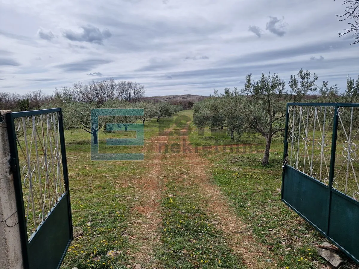 MASLINIK i VOĆNJAK s obnovljenom kamenom kućom PRODAJA! - Benkovac