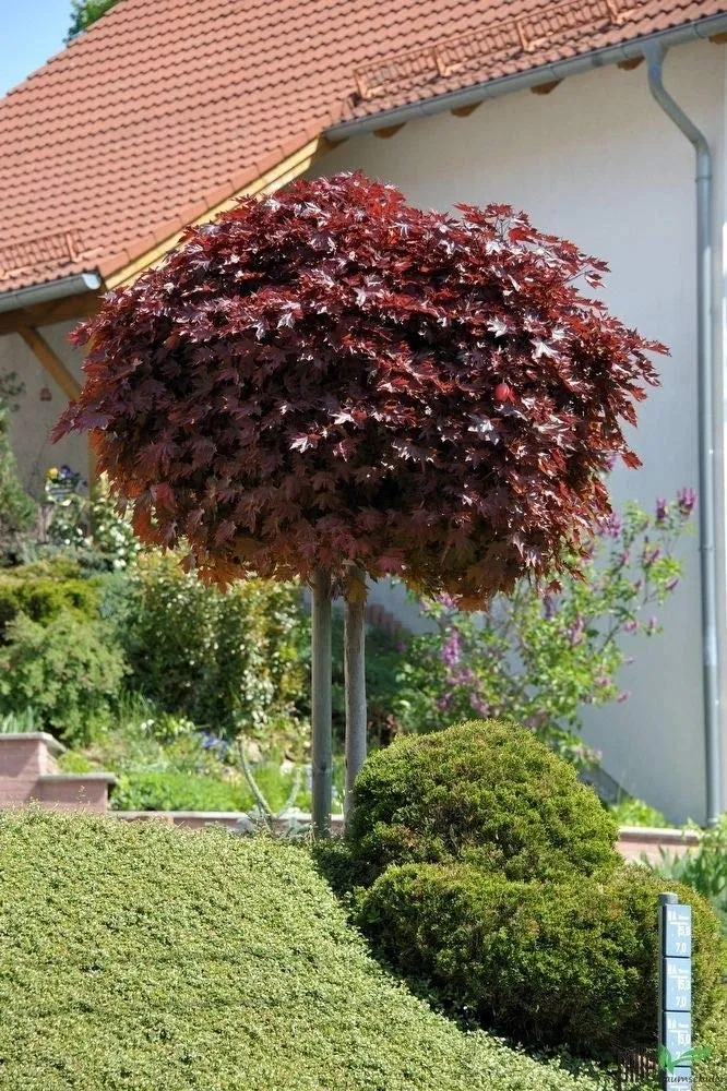 acer plat. ‘crimson sentry’ - slika 2