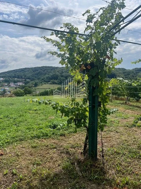beretinec- ledinec- oaza mira nadomak planinarskog doma - slika 19