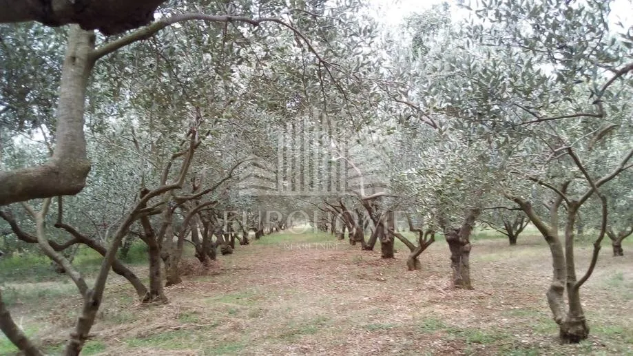 seoska kuća sa maslinicima i vinogradima(oko 15000m2) - slika 10