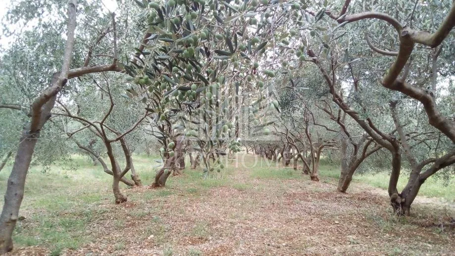 seoska kuća sa maslinicima i vinogradima(oko 15000m2) - slika 7