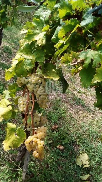 seoska kuća sa maslinicima i vinogradima(oko 15000m2) - slika 9