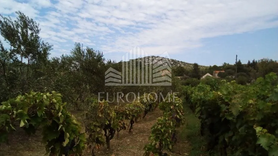 seoska kuća sa maslinicima i vinogradima(oko 15000m2) - slika 12