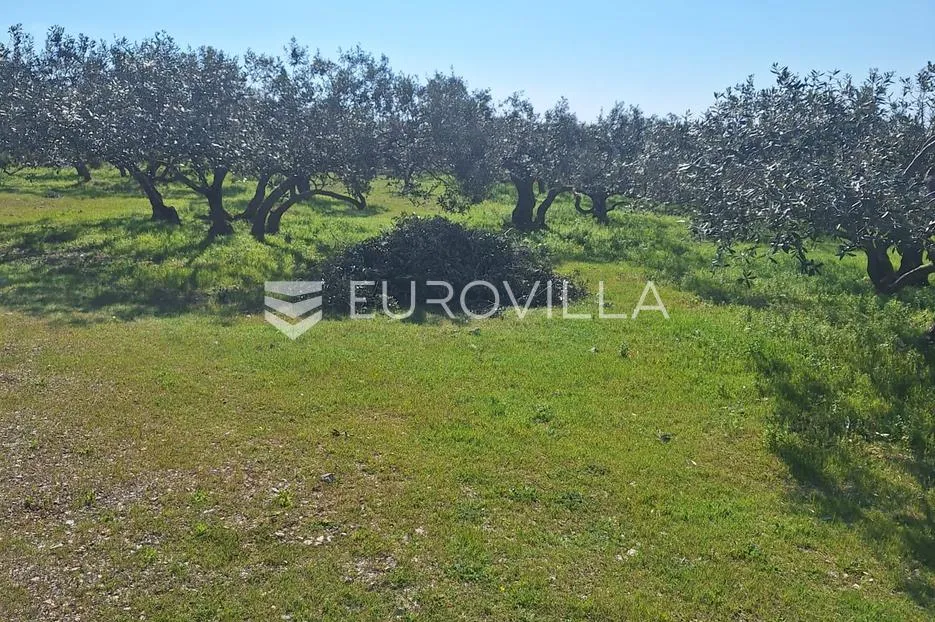 šolta, grohote, odlično održavan maslinik površine 2.422 m² - slika 3