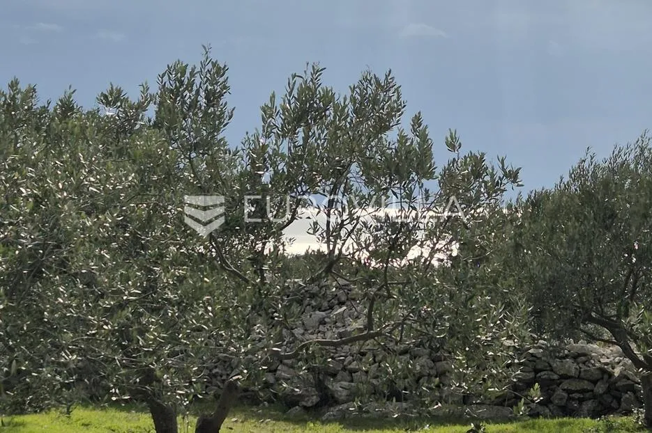 šolta, grohote, odlično održavan maslinik površine 2.422 m² - slika 8