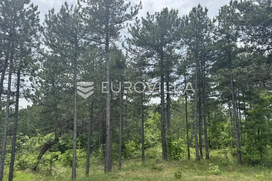 istra, grašćišće, jedinstveno građevinsko zemljište 2000 m² okruženo stoljetnom šumom 36789 m² - slika 18