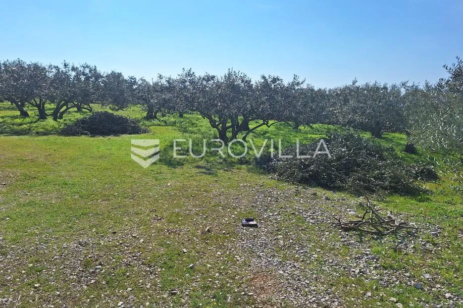 šolta, grohote, odlično održavan maslinik površine 2.422 m² - slika 2