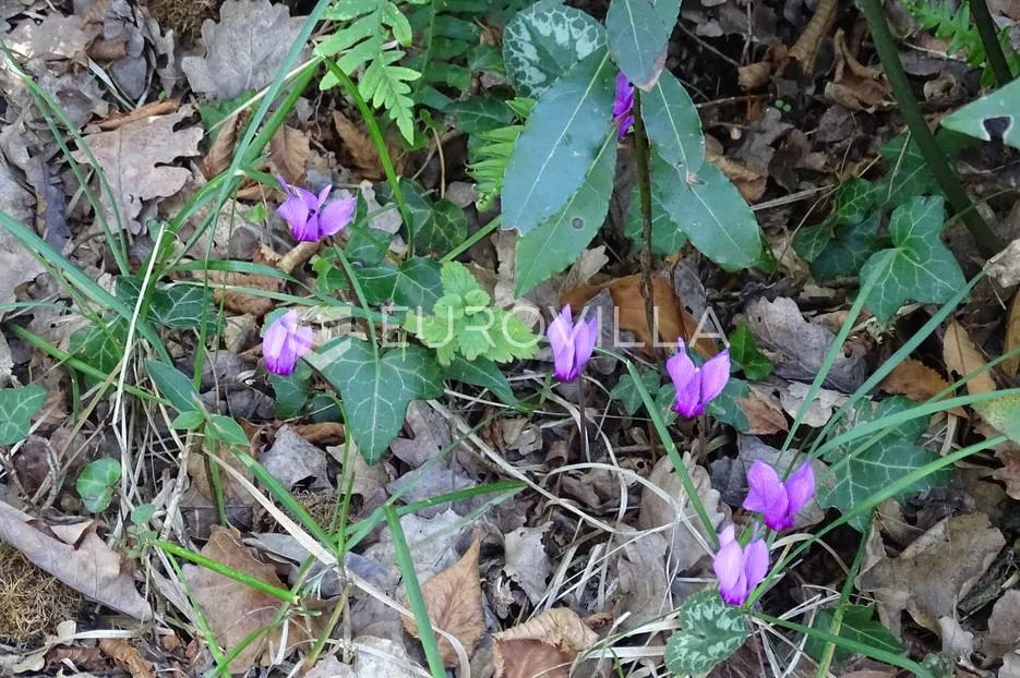 matulji, bregi, prodajemo odličan građevinski teren s pogledom na rijeku , otoke i gorski kotar - slika 13