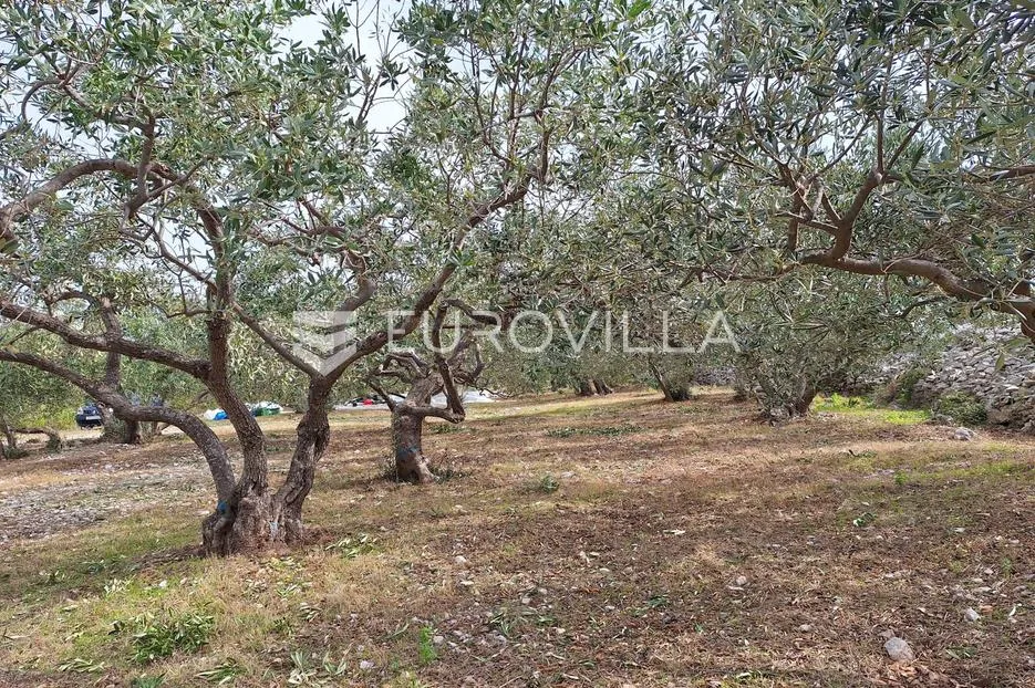šolta, grohote, odlično održavan maslinik površine 2.422 m² - slika 9