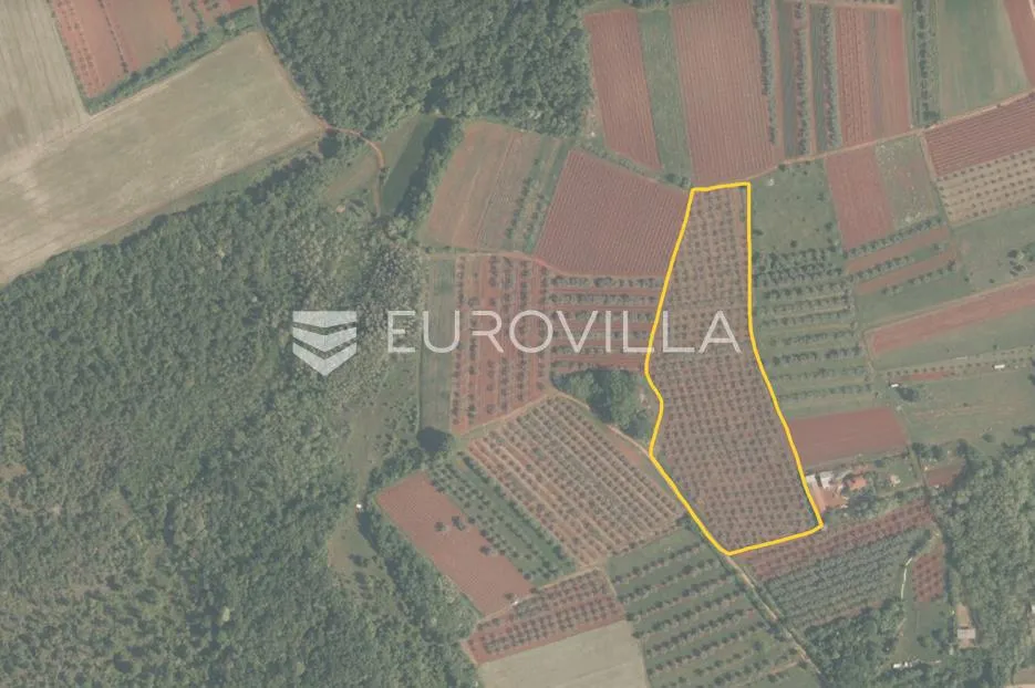 brtonigla, poljoprivredno zemljište s maslinikom - slika 2