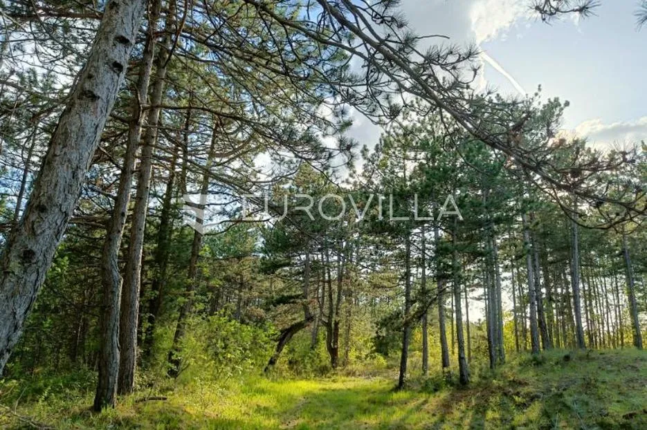 istra, grašćišće, jedinstveno građevinsko zemljište 2000 m² okruženo stoljetnom šumom 36789 m² - slika 8