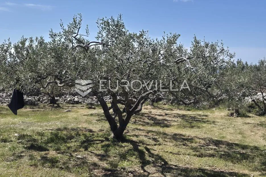 šolta, grohote, odlično održavan maslinik površine 2.422 m² - slika 5