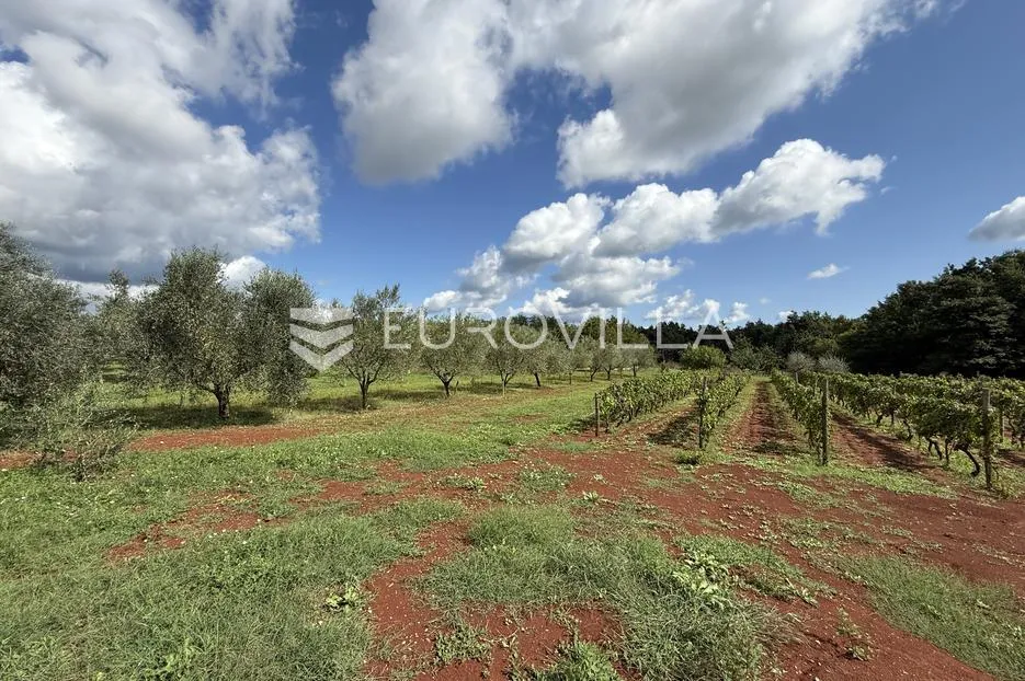 istra, barban, luksuzna vila 180 m² s bazenom i jacuzzijem na mirnoj lokaciji - slika 22