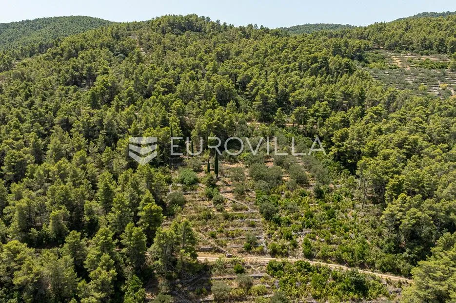otok korčula, blato, predio brščanovica, veliko poljoprivredno zemljište - slika 2