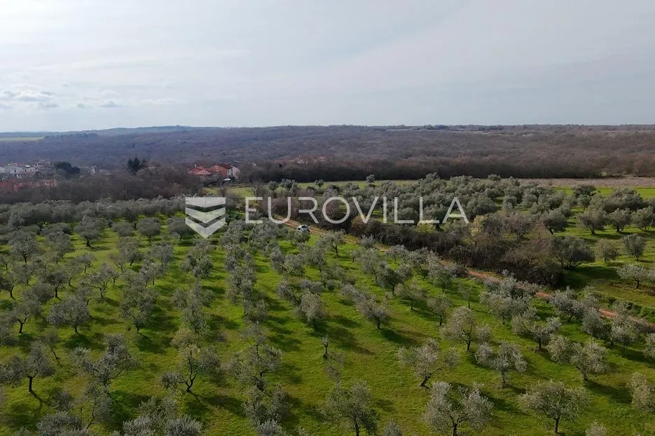 brtonigla, poljoprivredno zemljište s maslinikom - slika 9