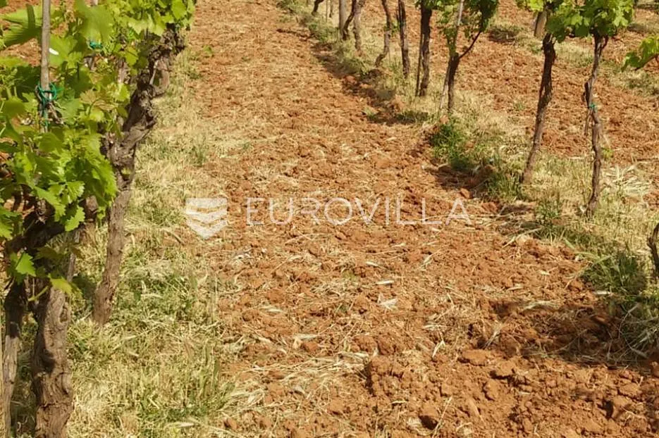 istra, rovinj, poljoprivredno zemljište sa ucrtanim objektom, prilika za agroturizam ili opg - slika 6