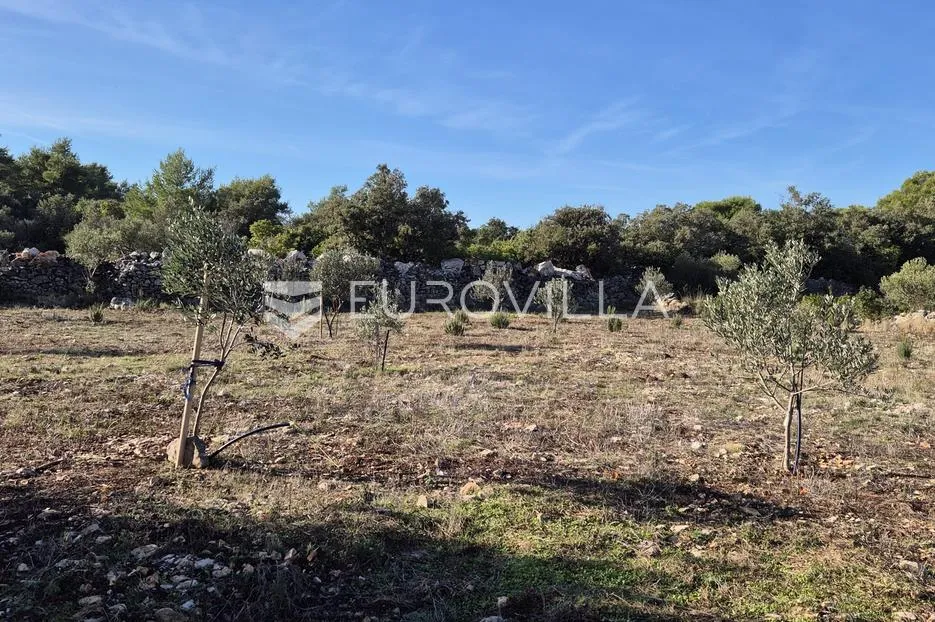 Šolta, Gornje Selo, poljoprivredno zemljište s maslinikom površine 2.653 m² - Gornje Selo, Šolta