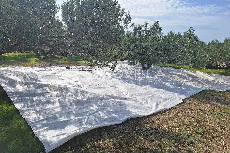 šolta, grohote, odlično održavan maslinik površine 2.422 m² - slika 12