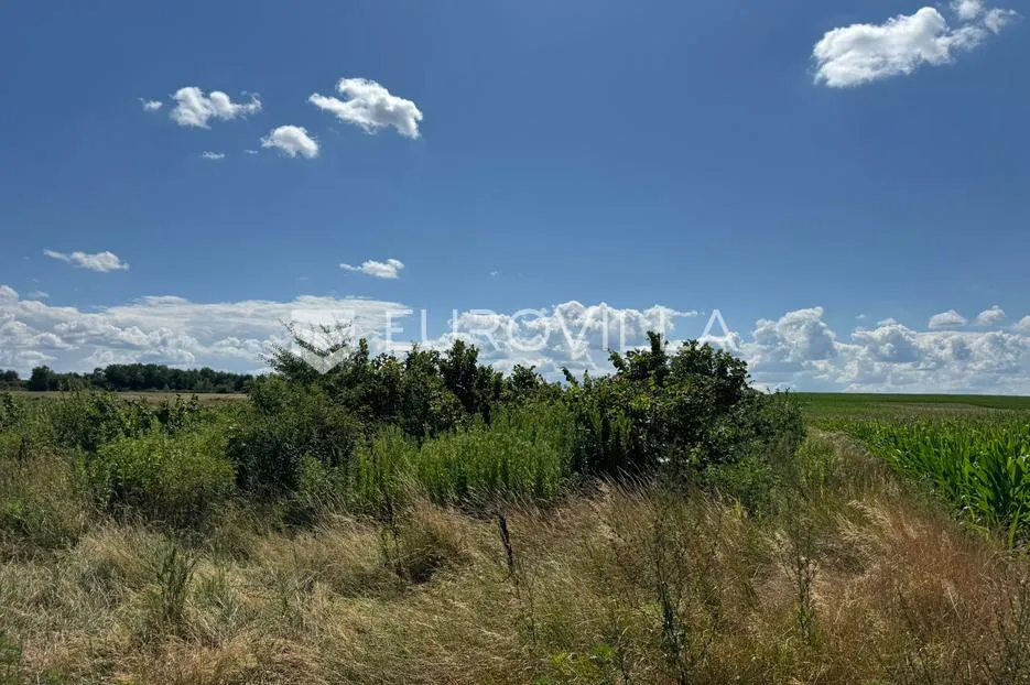 podgorač, poljoprivredno zemljište s nasadom lješnjaka 11622 m2 - slika 2