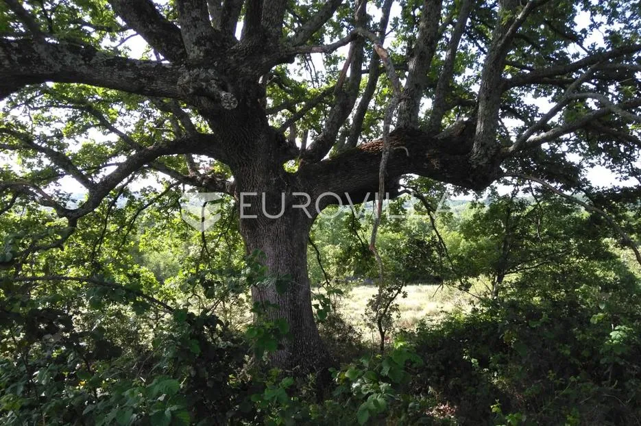 istra, poreč - poljoprivredno zemljište 62710 m2 - slika 6