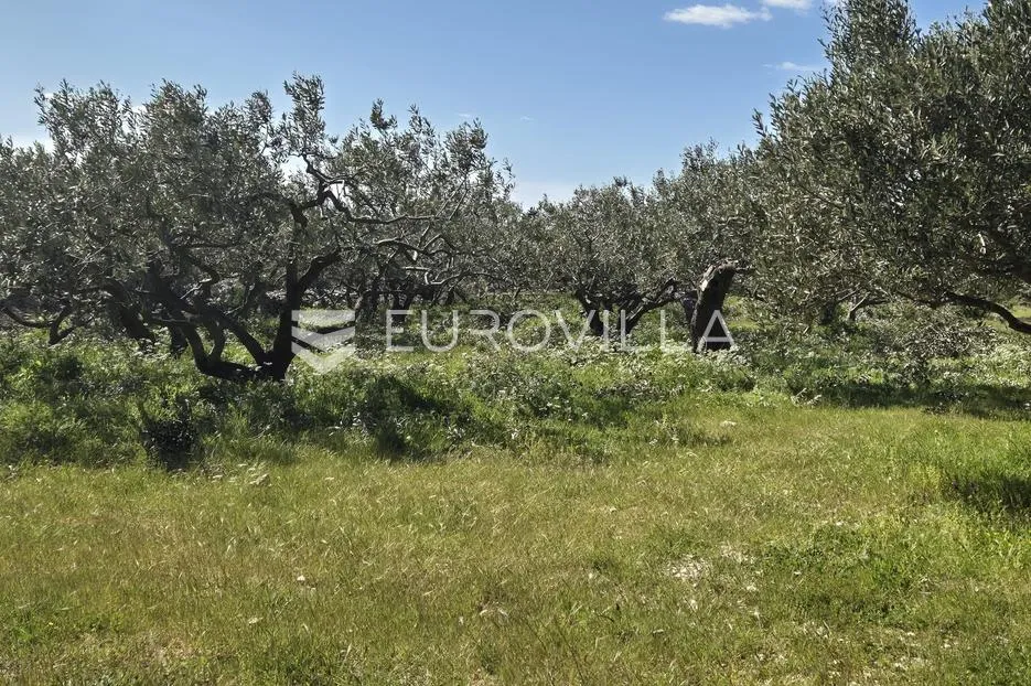 šolta, grohote, odlično održavan maslinik površine 2.422 m² - slika 4