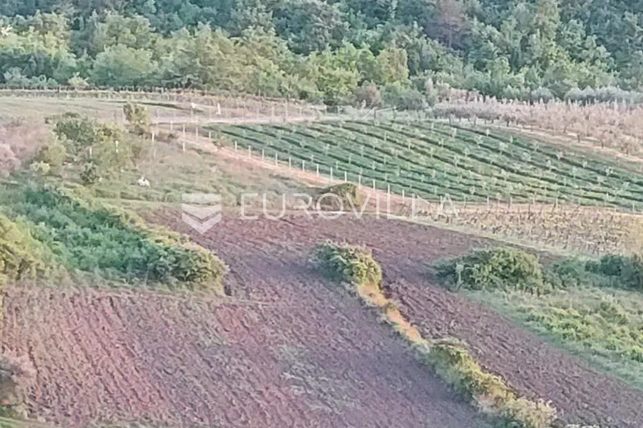 Istra, Draguć, poljoprivredno zemljište pogodno za vinograd 11174m2 tik ispod naselja - Draguć, Cerovlje