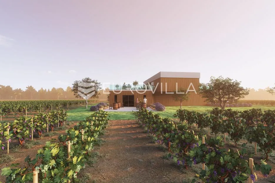 istra, predivno zemljište 26.700 m² pogodno za vinograd sa vinskim podrumom - slika 4