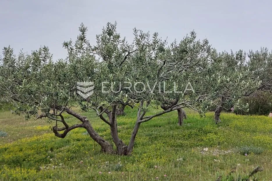 šolta, grohote, odlično održavan maslinik površine 2.422 m² - slika 6