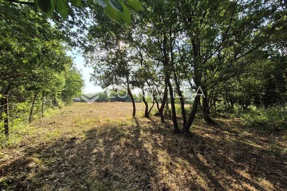 kaštelir, cerjani, poljoprivredno zemljište 24.118 m² s vlastitom šumom - slika 2
