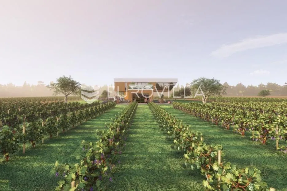 istra, predivno zemljište 26.700 m² pogodno za vinograd sa vinskim podrumom - slika 2