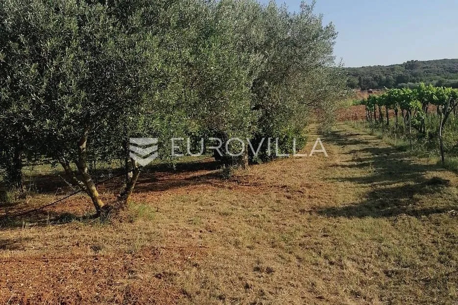 istra, rovinj, poljoprivredno zemljište sa ucrtanim objektom, prilika za agroturizam ili opg - slika 8