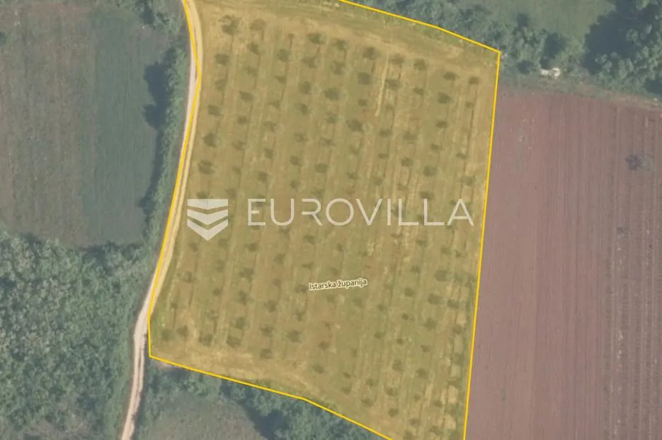 Istra, Tar, poljoprivredno zemljište s maslinikom 7628 m2 - Tar, Tar-Vabriga