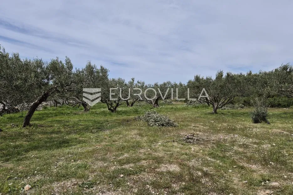 šolta, grohote, odlično održavan maslinik površine 2.422 m² - slika 10