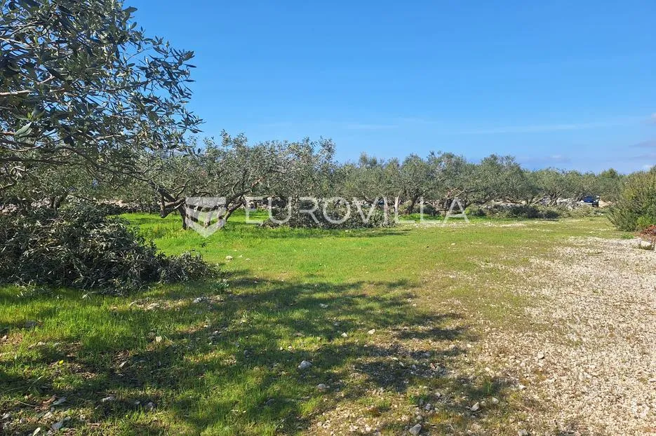 Šolta, Grohote, odlično održavan maslinik površine 2.422 m² - Grohote, Šolta