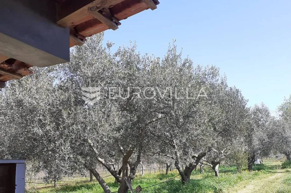 istra, rovinj, poljoprivredno zemljište sa ucrtanim objektom, prilika za agroturizam ili opg - slika 5