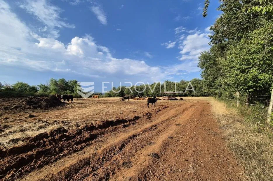 kaštelir, cerjani, poljoprivredno zemljište 24.118 m² s vlastitom šumom - slika 5