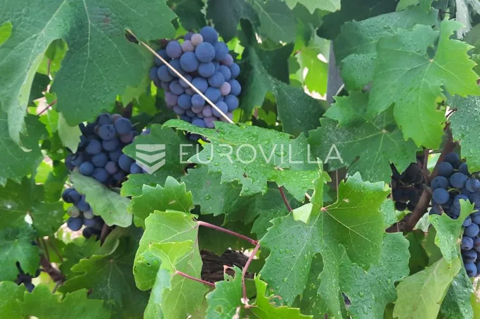 vis, kulor/smokova, atraktivno zemljište površine 13698 m2 sa pogledom na more - slika 11