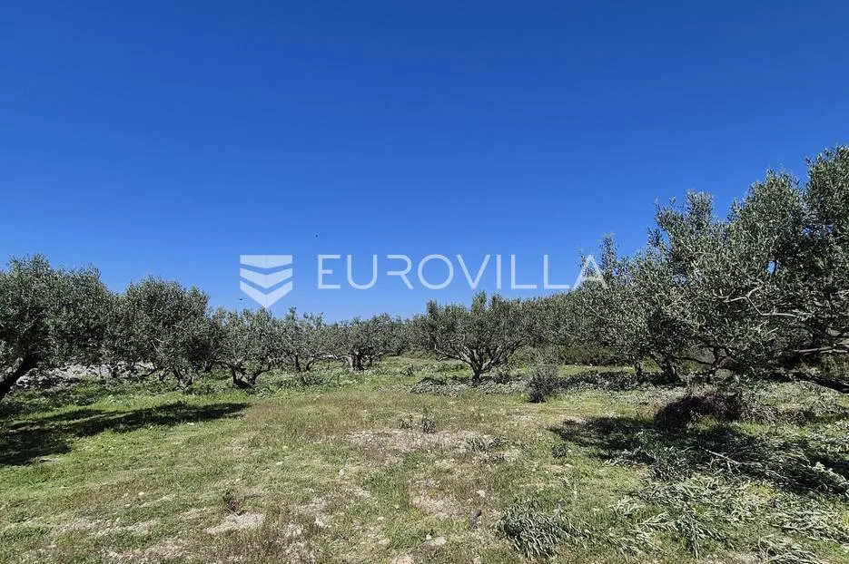 šolta, grohote, odlično održavan maslinik površine 2.422 m² - slika 7