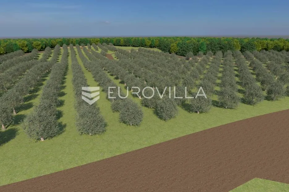 Istra, Bale, poljoprivredno zemljište 12200m2 s mogućnošću gradnje gospodarskog objekta