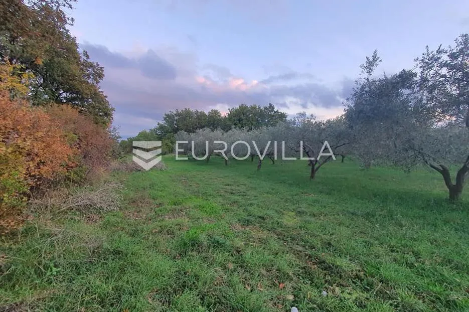 istra, krnica, maslinik na parceli od 4270 m2 - slika 2