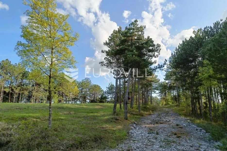 istra, grašćišće, jedinstveno građevinsko zemljište 2000 m² okruženo stoljetnom šumom 36789 m² - slika 4