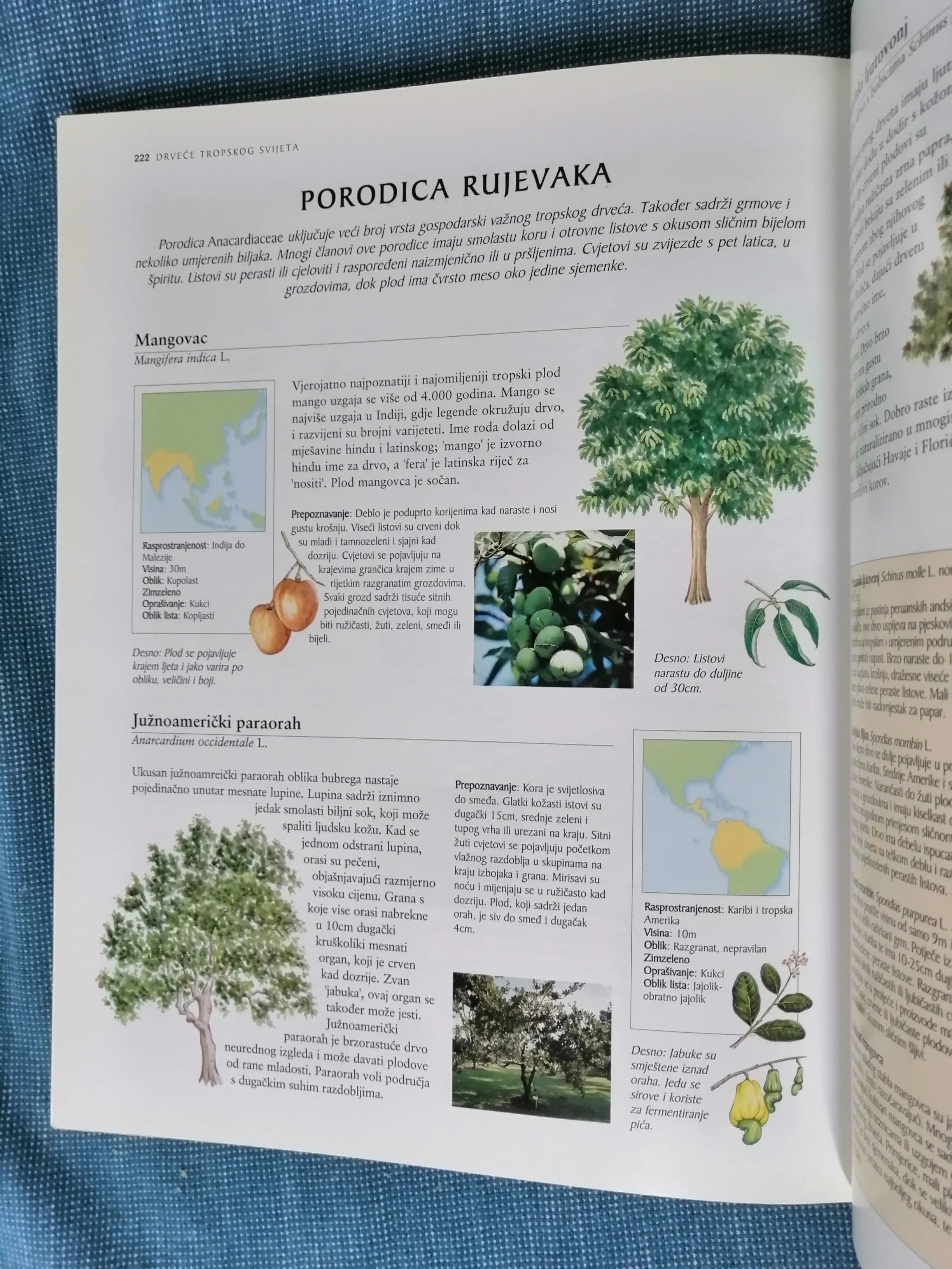 tonny rusell i catherine cutler – svjetska enciklopedija drveća - slika 7